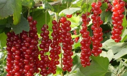 Bài thuốc từ ngũ vị tử điều trị bệnh gan và tim mạch