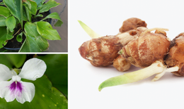 Chiết xuất thành công hoạt chất mới tốt cho bệnh khớp