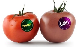 Phân biệt thực phẩm biến đổi gen và thực phẩm truyền thống