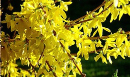Đau răng cũng có thể chữa khỏi bằng cỏ cây, hoa lá 