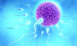 10 cách để nâng cao lượng tinh trùng và khả năng sinh sản của nam giới