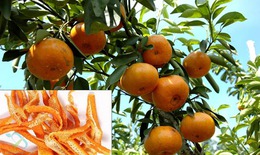 Vỏ quýt tốt cho tiêu hóa, hô hấp