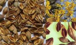 Lương cách tán – bài thuốc có nhiều tác dụng cho bệnh đường hô hấp
