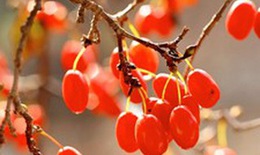 Bài thuốc phòng tai biến mạch máu não