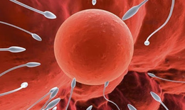 3 nguyên nhân không đậu thai khi IVF và cách khắc phục