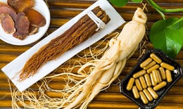 Nhân sâm - Vị thuốc "đại bổ" với người suy nhược cơ thể