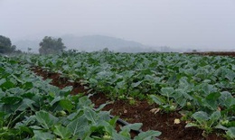 Một ng&#224;y ở trang trại rau truy xuất nguồn gốc đa nền tảng đầu ti&#234;n ở Việt Nam