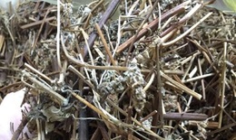 Trị vẩy nến da đầu với b&#224;i thuốc Ti&#234;u phong t&#225;n