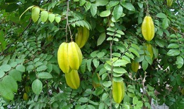 Thuốc nam chữa mề đay mạn tính