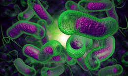 Nhiễm vi khuẩn Vibrio parahaemolyticus: Biểu hiện bệnh v&#224; c&#225;ch điều trị