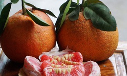 Bưởi tiến vua đậm đà sắc đỏ, thứ quả tuyệt vời trong dịp Tết