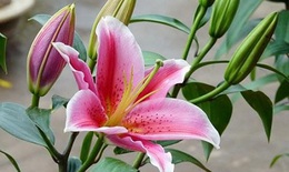 Cách chọn hoa ly nở đúng mùng 1 Tết