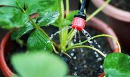 Mẹo chăm sóc vườn cây tươi tốt nhờ những đồ thừa bỏ đi