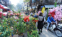 Hà Nội sẽ có 78 chợ hoa xuân phục vụ Tết Nhâm Dần 2022