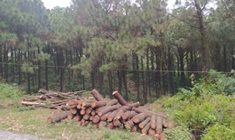 Tạm giữ sư trụ trì và 3 người để điều tra vụ chặt rừng thông