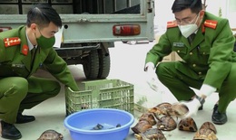 'Nữ quái' 9X mang 100 cá thể rùa quý hiếm từ Đà Nẵng ra Hà Nội tiêu thụ