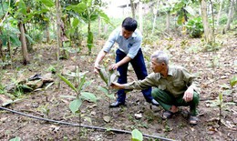 Người nông dân ở Tuyên Quang cải thiện đời sống nhờ bảo tồn, phát triển cây dược liệu quý