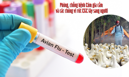 Đề nghị Phú Thọ tăng cường chống cúm gia cầm sau vụ  bé gái mắc cúm A(H5) vì ăn ngan, gà ốm