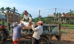 Người nông dân lao đao vì hàng trăm ha sắn có nguy cơ mất trắng sau mưa lũ
