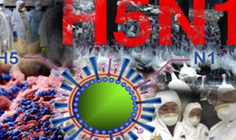 Biểu hiện nghi ngờ mắc cúm A/H5N1 ở người và cách phòng chống