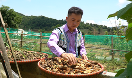 Chàng trai người Mông phát huy bài thuốc gia truyền miễn phí cho người nghèo