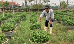 Hoa Tết bị nước lũ nhấn chìm, người dân xứ Huế lo trắng tay