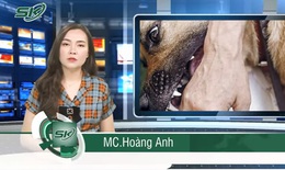 Ca tử vong vì bệnh dại gia tăng do người bệnh chủ quan không tiêm phòng
