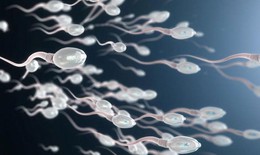 Vì sao tinh trùng phân mảnh ADN là nguyên nhân gây vô sinh, hiếm muộn ở nam giới?
