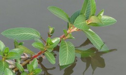 Loại cỏ dại tưởng không ăn được giờ thành đặc sản cực kỳ bổ dưỡng, muốn mua nhiều khi phải chờ