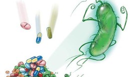 Vi khuẩn HP dạ dày bị kháng kháng sinh nên điều trị như thế nào?