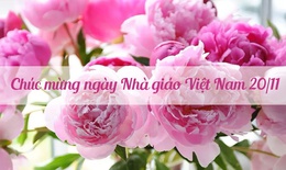 Những lời chúc ngày Nhà giáo Việt Nam 20/11 hay và ý nghĩa nhất