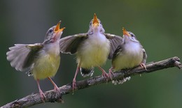 Nghiên cứu mới: Tiếng chim hót có thể giúp con người giảm lo lắng