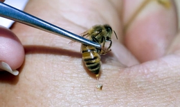 Thực hư thông tin nọc ong chữa ung thư