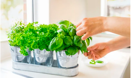 5 loại thảo mộc tăng cường sức khỏe n&#234;n trồng trong nh&#224; bếp