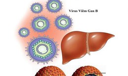 Phát triển liệu pháp mới trị viêm gan B mạn tính