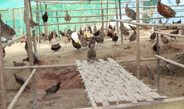 Phụ nữ thoát nghèo nhờ mô hình hiệu quả từ hoạt động công tác xã hội