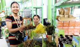 Lần đầu tiên tỉnh Lai Châu tổ chức hội chợ Sâm