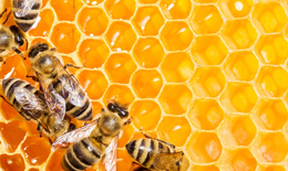 Đặc tính hỗ trợ kháng khuẩn, xâm nhập hệ hô hấp của keo ong