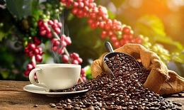 Uống cà phê có làm người bệnh gout tích tụ axit uric?