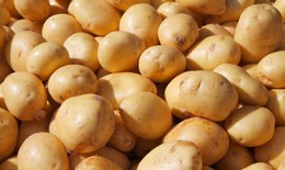 4 bài thuốc từ khoai tây trị bệnh đường tiêu hóa