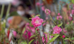 Hoa đào đầu mùa bung nở giữa Thủ đô, tấp nập người mua dù Tết Nguyên đán cách 40 ngày