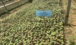 Việt Nam là quốc gia giàu có về tài nguyên dược liệu