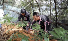 Chữa bệnh bằng y học cổ truyền an to&#224;n, hiệu quả