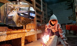 Nông dân Nghệ An sưởi ấm đàn gia súc tiền tỷ