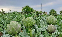 Atisô - vị thuốc bổ mát, giải độc gan nhưng dùng thế nào cho đúng?