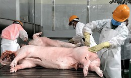 Bất ngờ gi&#225; thịt lợn tại chợ giảm mạnh