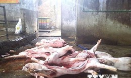 Đồng Nai: Bắt quả tang cơ sở giết mổ lợn chết mang mầm bệnh