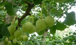 9 bài thuốc trị bệnh từ bạch quả
