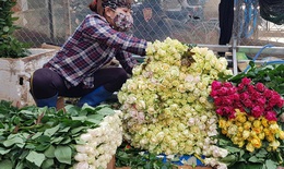 Sát ngày Valentine, thị trường hoa tươi bật đà tăng chóng mặt, giá hoa hồng tăng gấp 4 lần