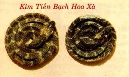 Điều trị đau lưng bằng Đông y